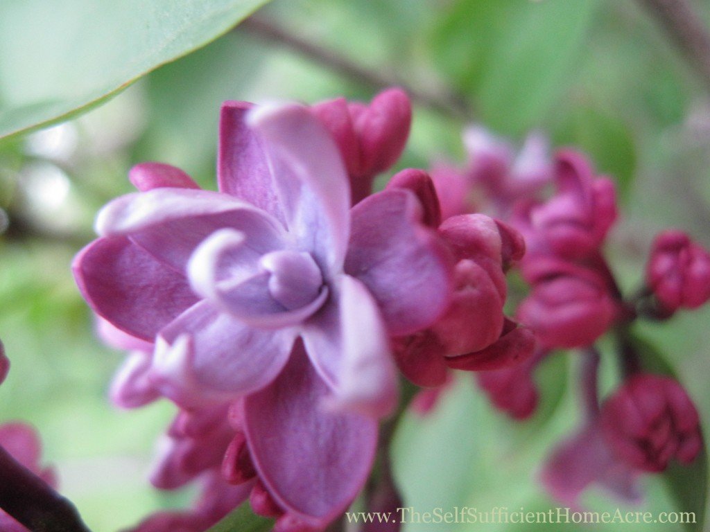 French Lilac