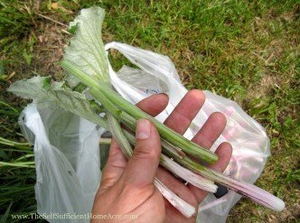 Collecting the young, tender stalks to make carduni.