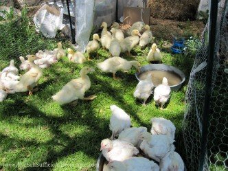 Ducklings and chicks spending the day outside.
