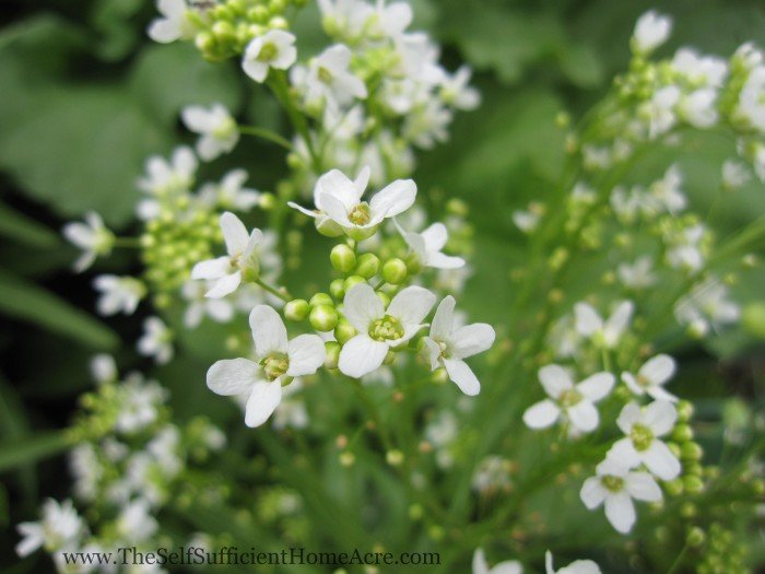 Horseradish flowers.