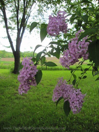 common lilacs