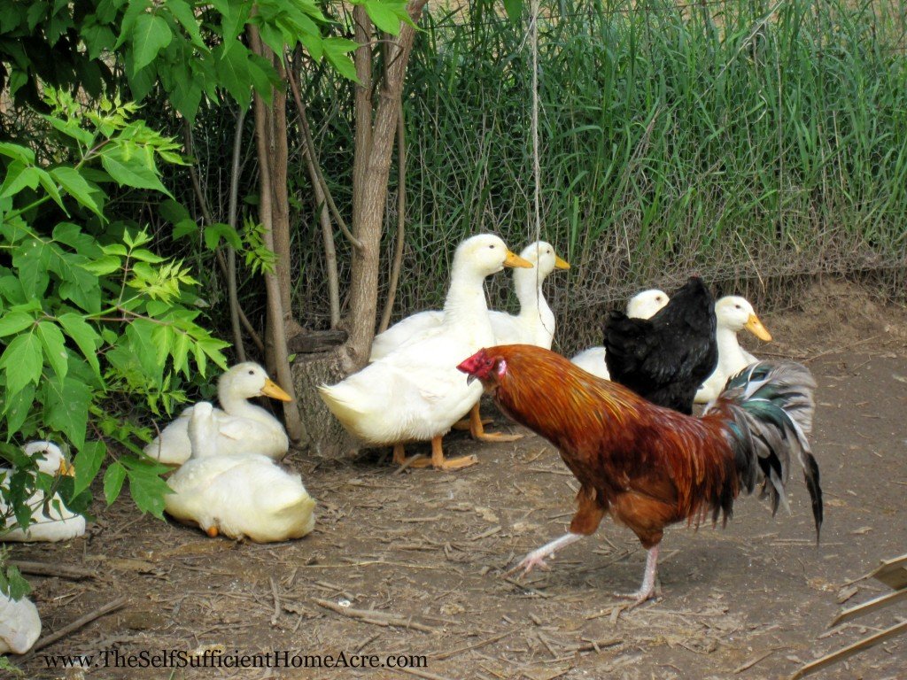 Look how big the ducks are getting!