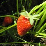 Scenes From Our Homestead #3