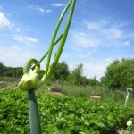 Egyptian walking onions getting ready for a stroll.