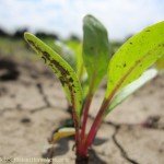 5 color silver beet from Mary's Basics