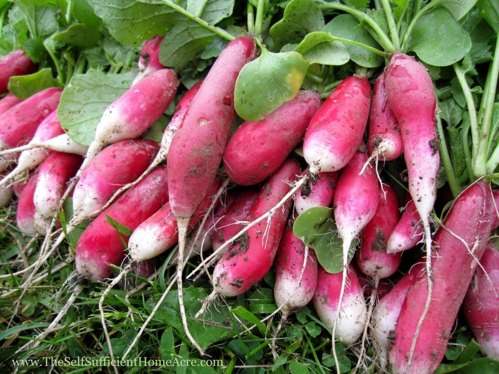 My, you look radishing today :)