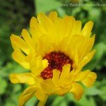 The Creative HomeAcre Hop #21