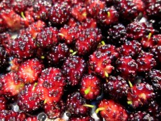 Mulberries