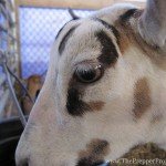 Best Livestock for Preparedness