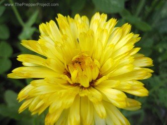 Yellow calendula