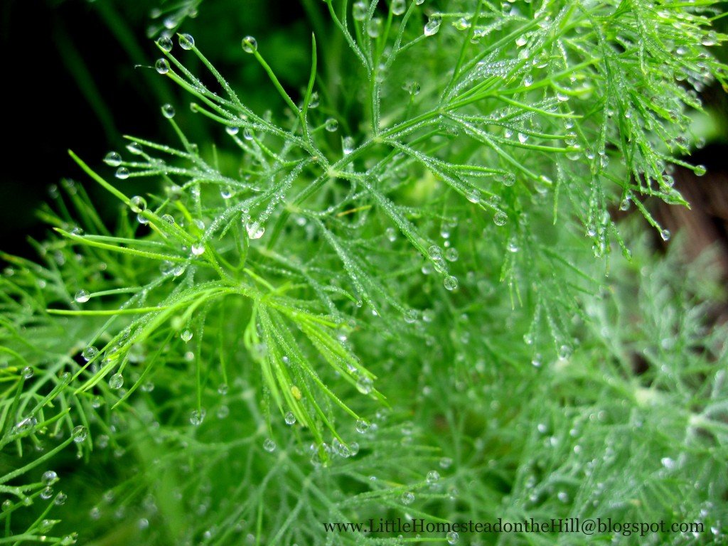 Dill weed with dew.