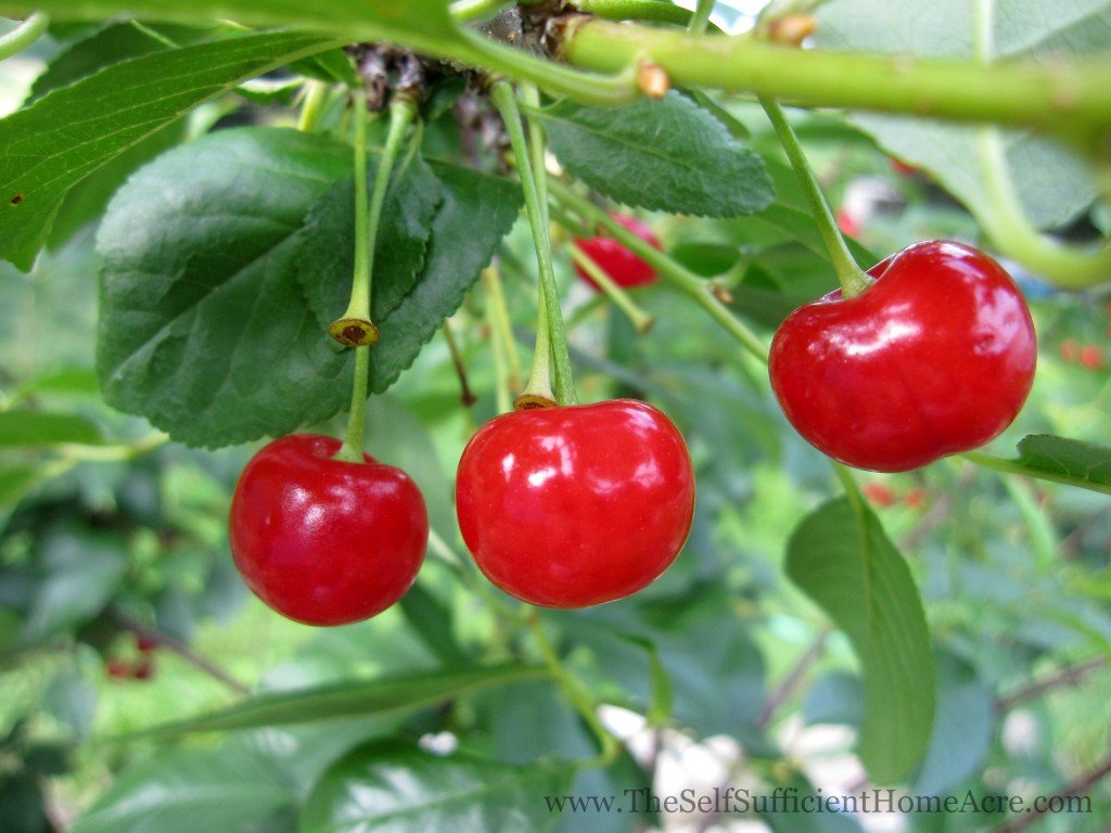 Planting Cherry Trees