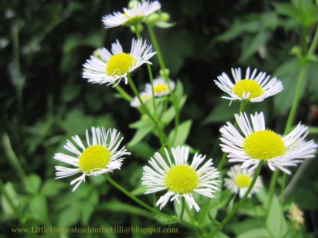Wild Aster