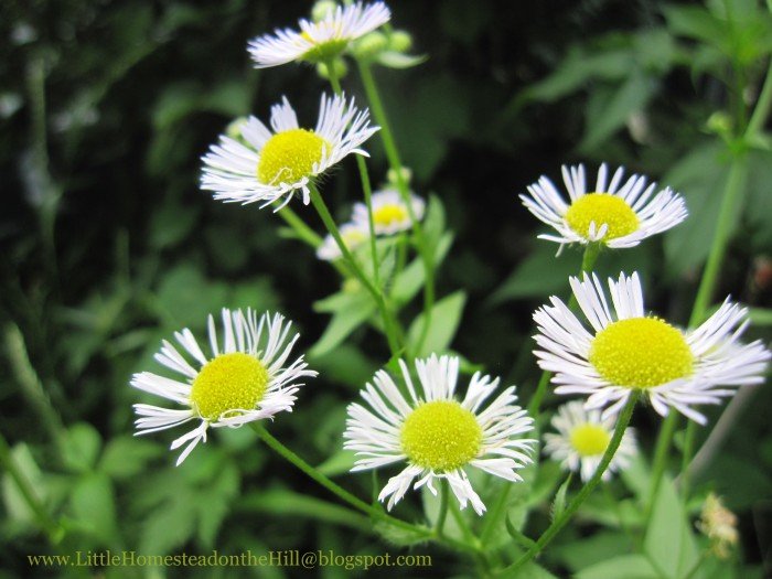 Wild Aster