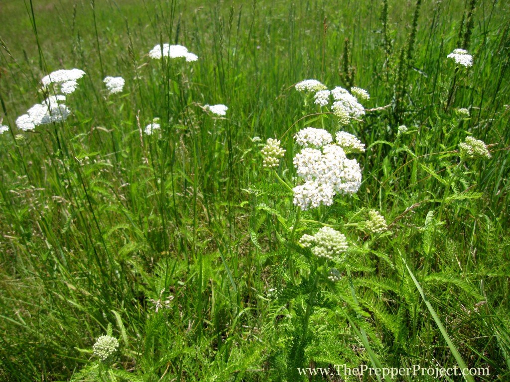 Wild medicinal herbs.