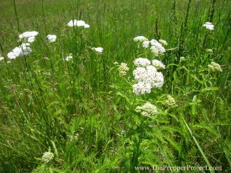 Wild medicinal herbs.