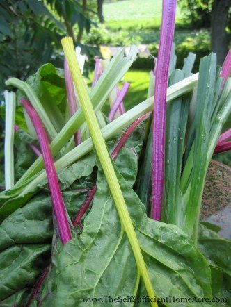 Rainbow Chard in a bowl