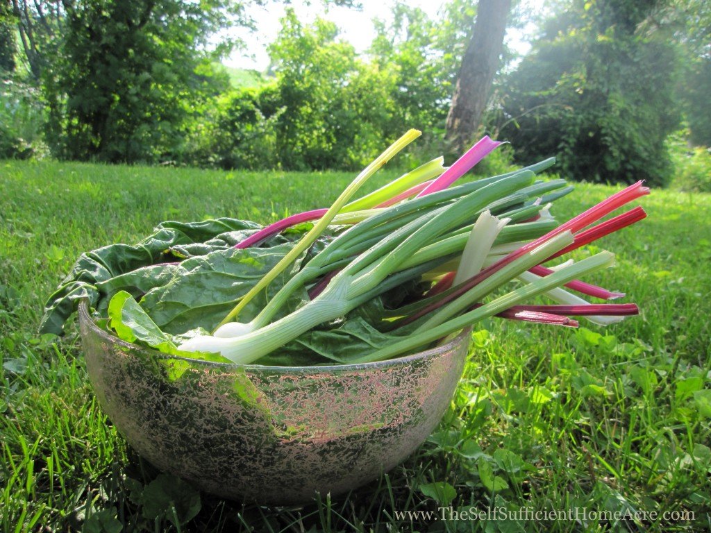5 Color Silver Beet Swiss Chard and an onion, ready to chop and cook!