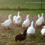 My Pekin ducks were raised with chickens and get along fine in a mixed flock.