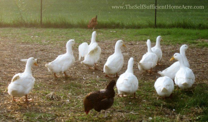 My Pekin ducks were raised with chickens and get along fine in a mixed flock.