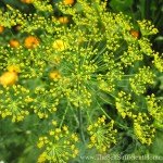 Dill flowers for my pickles!