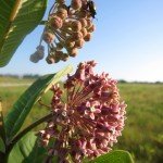 Milkweed flowers