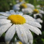 Sunday on Our Homestead