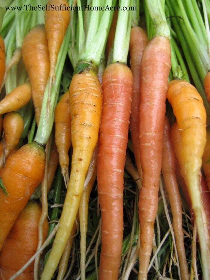 Carrots