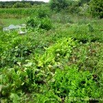 How to Deal with Homesteader Burnout