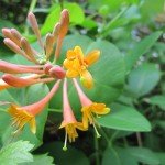 The Creative HomeAcre Hop