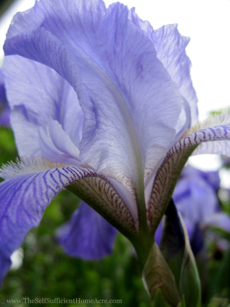 Pretty blue Iris