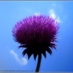 The HomeAcre Hop #30 