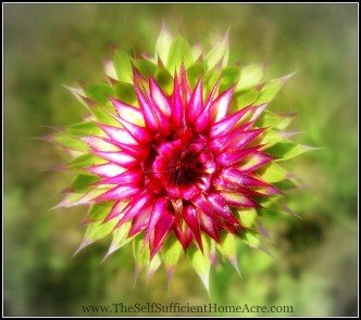artistic thistle