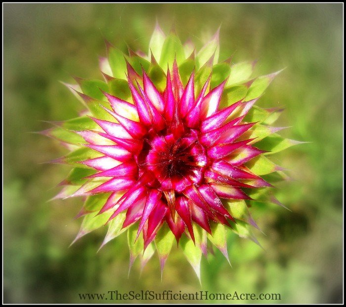 artistic thistle
