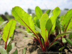 The Self Sufficient HomeAcre