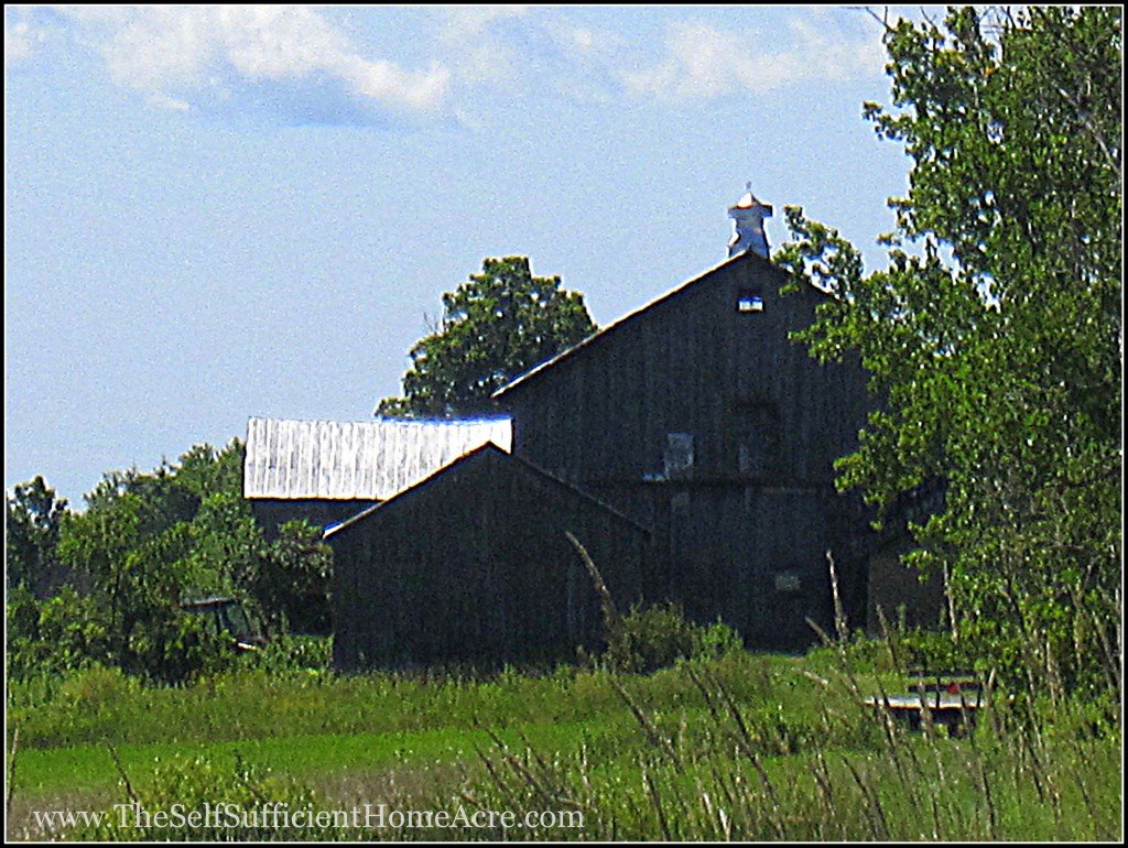 View of Grandpa's barn from my parents place.