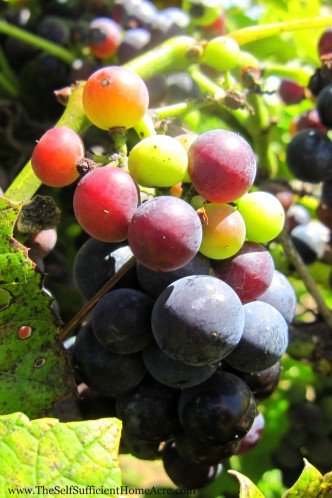 Grapes ripening in my Dad's vineyard.
