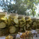 Fresh Pack Garlic Dill Pickle Recipe