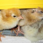 These chicks are staying nice and warm under their Eco Glow Brooder.