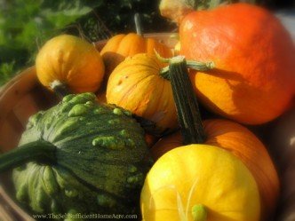 s gourds 2