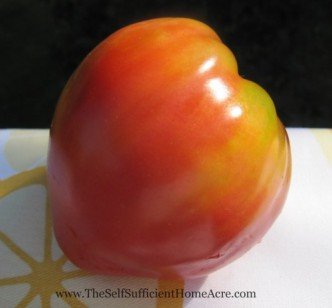 pink oxheart tomato
