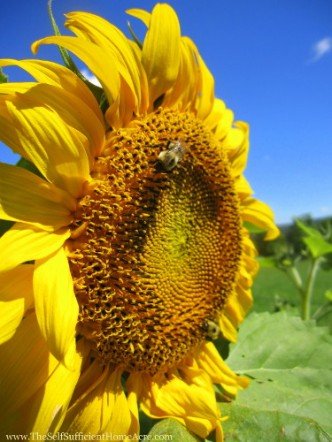Bees on a sunflower