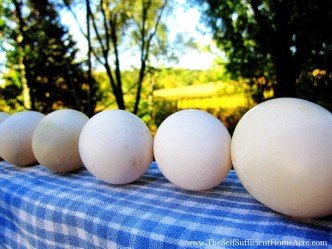It's hard to get these eggs to look nice and clean...but they are definitely worth the funky looking shells!