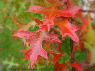 s pin oak leaves