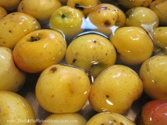 These apples came from a tree on an old farm. They appear to be Golden Delicious.