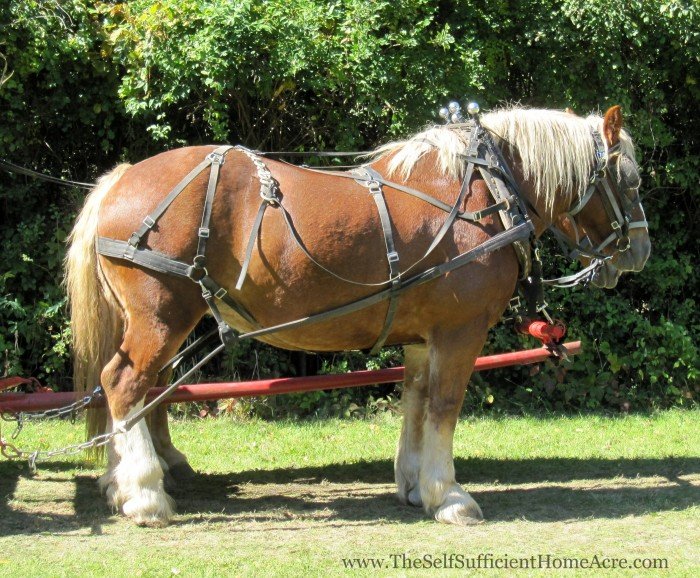 A fine pair of draft horses.