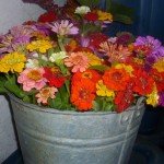 Trogg’s Hollow For Beginning Farmer of the Year!