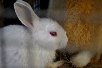 Bunny photo credit  http://pdpics.com/