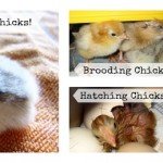 Raising Your Own Chicks