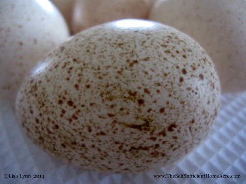 We have turkey eggs!